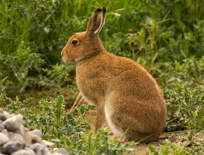 Hare