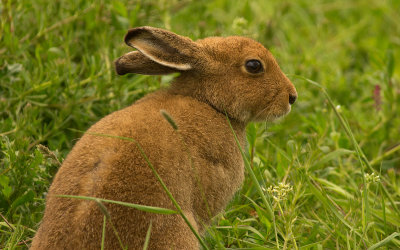 Hare