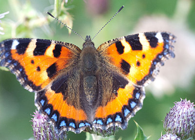 Small Tortoiseshell