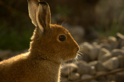 Hare