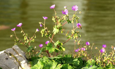 Geranium