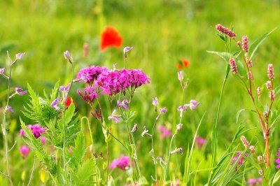 Wild Flowers