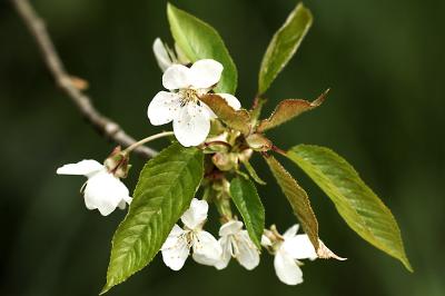 Spring Blossom