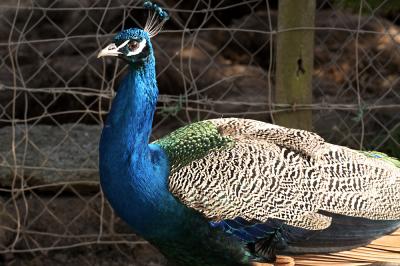 Peacock