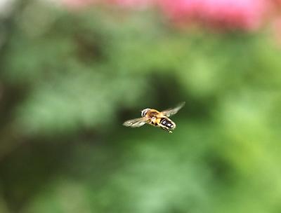 Flying Wasp