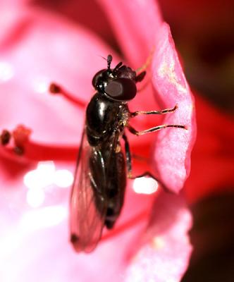 Fly on Azalea