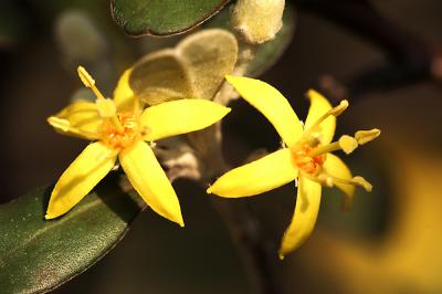 Yellow Flowers