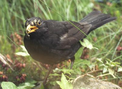 Blackbird Feeding