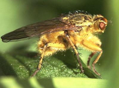 Fly on Grass