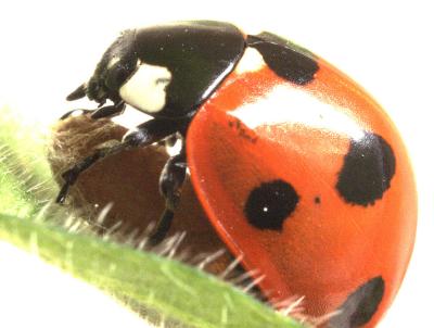 Ladybird 2