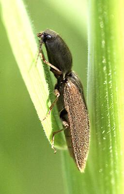 In the Grass