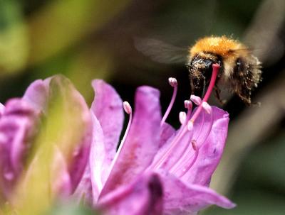 Rhododendron and Bee