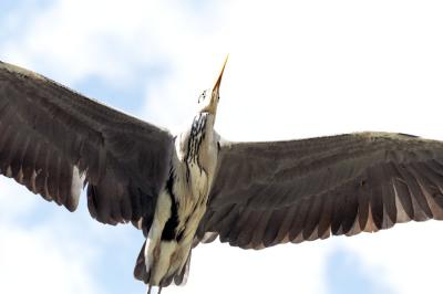 Heron in Flight