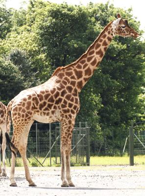 g4/47/606747/3/61044317.Giraffe.jpg