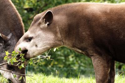 Tapir