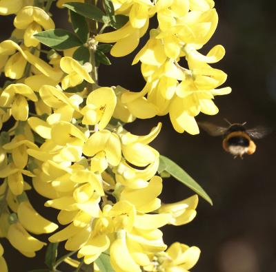 Forsythia