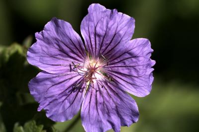 Geranium