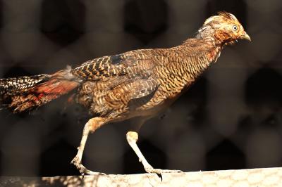 Young Red Pheasant