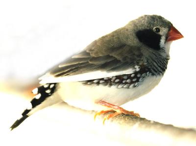 Zebra Finch