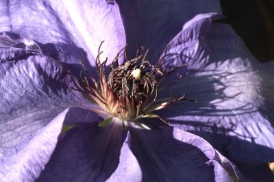 Clematis