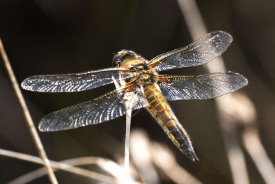 Dragonfly