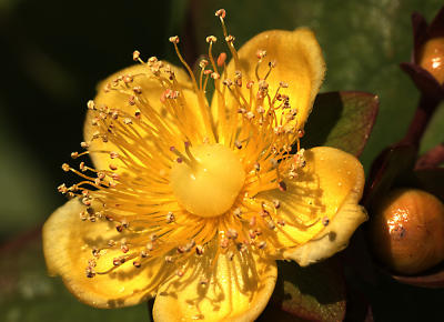 Yellow Flower2