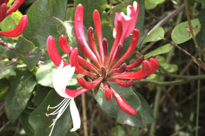 Honeysuckle