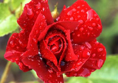 Wet Rose