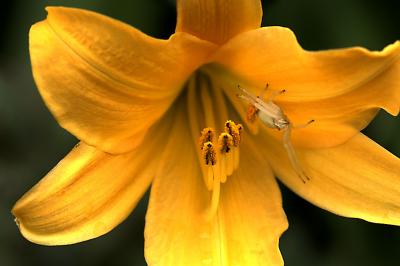 Day Lily and Spider