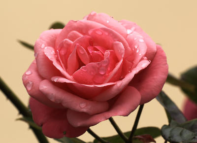 Pink Rose