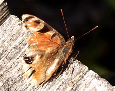 Peacock Butterfly