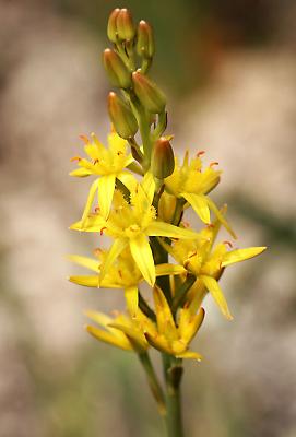 Wild Flower in Bog