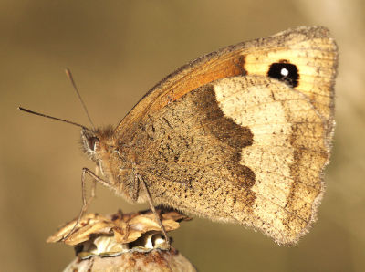 Butterfly on Poppy