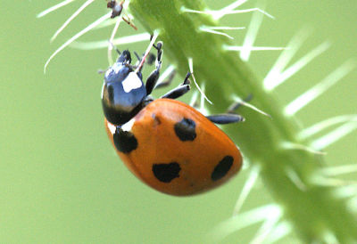 Climbing Ladybird