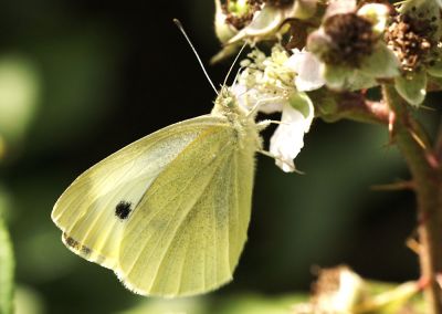 Large White Butterfly