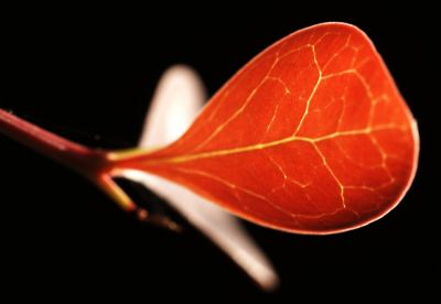 Evening Sun on Leaf