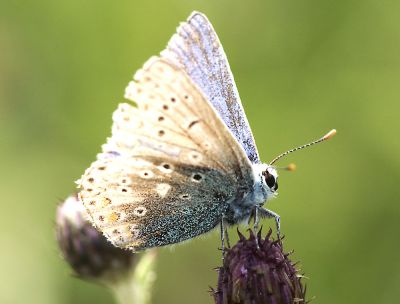 Holly Blue Butterfly