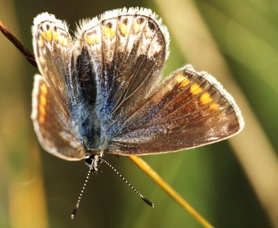 Common Blue Female