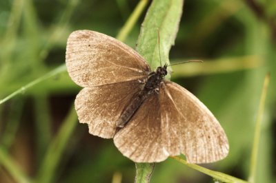 Brown Butterfly