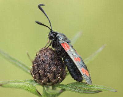 Burnet Moth