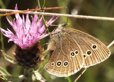 Butterfly andThistle