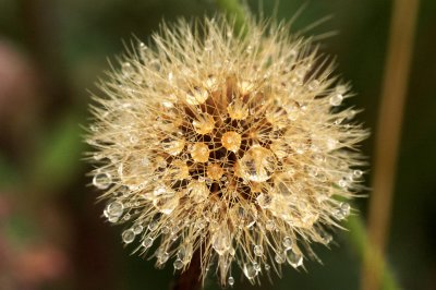 Dandelion3.jpg