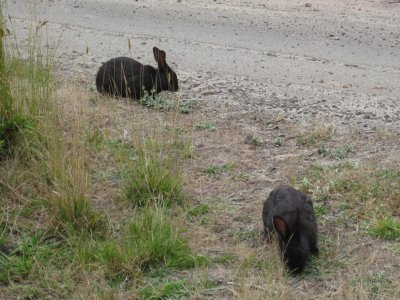 These feral bunnies were everywhere