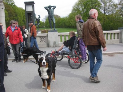 Bernese Mountain Dog event at Vigeland