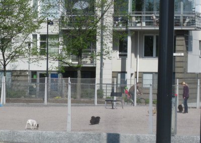 A dog park in Helsinki, a very dog-friendly town
