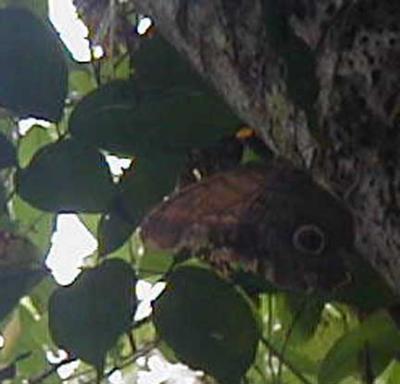 on the walk--a giant owl moth