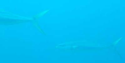 yellowjack fish from submarine