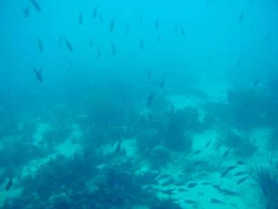 fish from submarine