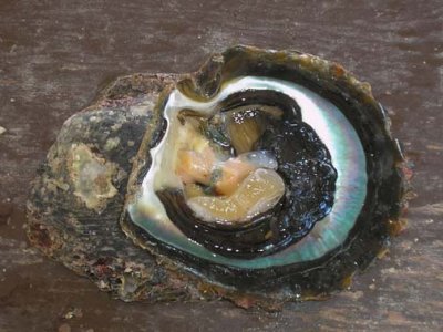Where the Tahitian black pearls come from--black lipped oysters