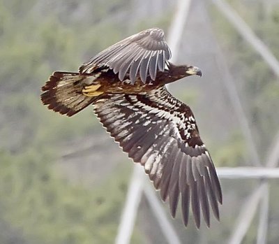 Immature Eagle at Guntersville Dam